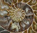 Cut Ammonite Fossil (Half) - Beautifully Agatized #58281-1